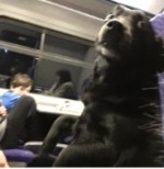 自分を人間だと思ってる？　電車で椅子に姿勢良く座る“わんこ”
