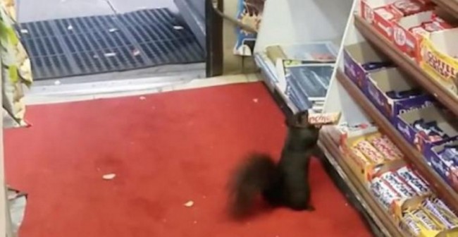 リスによる連続万引き被害発生!コンビニがネットで悩み相談