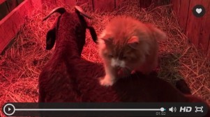 妊娠中のヤギのもとを離れずマッサージを続ける！癒し系“助産師”にゃんこ