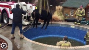 どうしても泳ぎたかった？　プールに落ちた牛が救出される