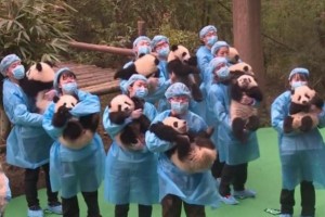 モフモフ大集合！赤ちゃんパンダ23頭が旧正月を祝う