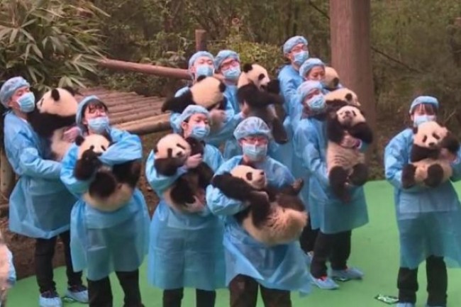 モフモフ大集合!赤ちゃんパンダ23頭が旧正月を祝う