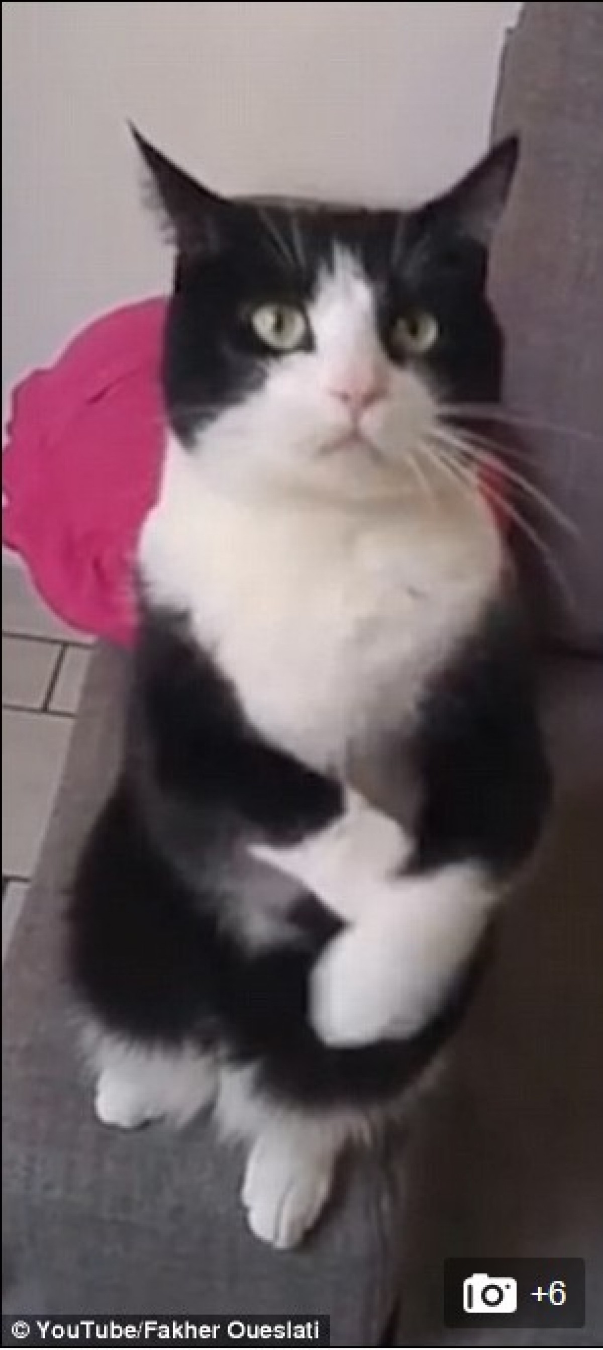 「ドアをニャけてください~」 にゃんこが前足ジェスチャーで可愛くおねだり