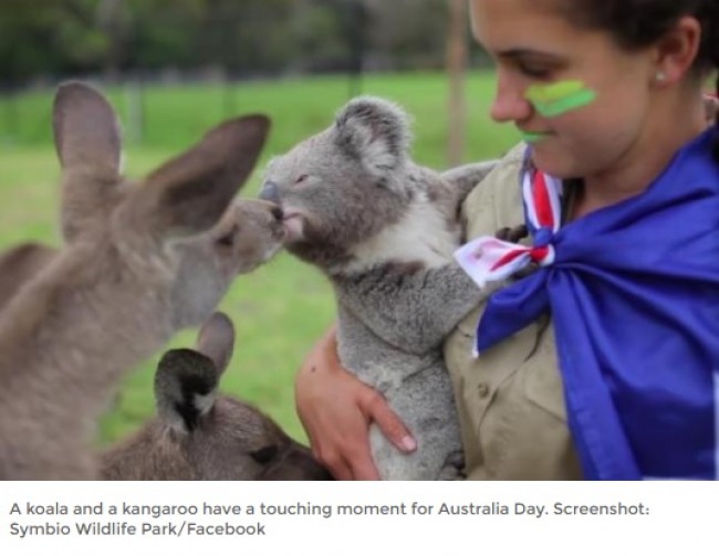 オーストラリアの動物園でカンガルーとコアラがキス！　※海外メディア「UPI」のスクリーンショット