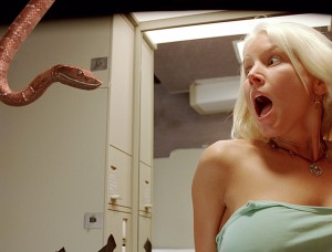 便器からヘビ登場！その後20匹以上発見