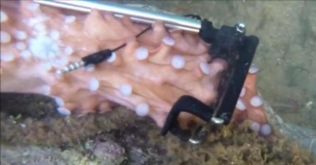 吸盤パワーすごい!GoProと自撮り棒を奪って離さない“スペインのタコ”