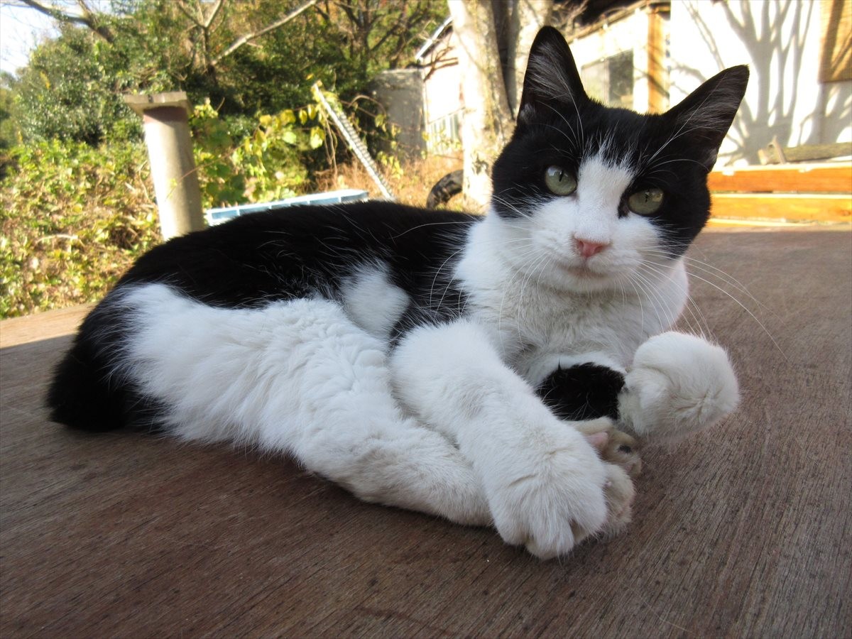 “ねこ界”の名バイプレイヤー集結！『ねこあつめの家』超売れっ子ねこ12匹写真解禁