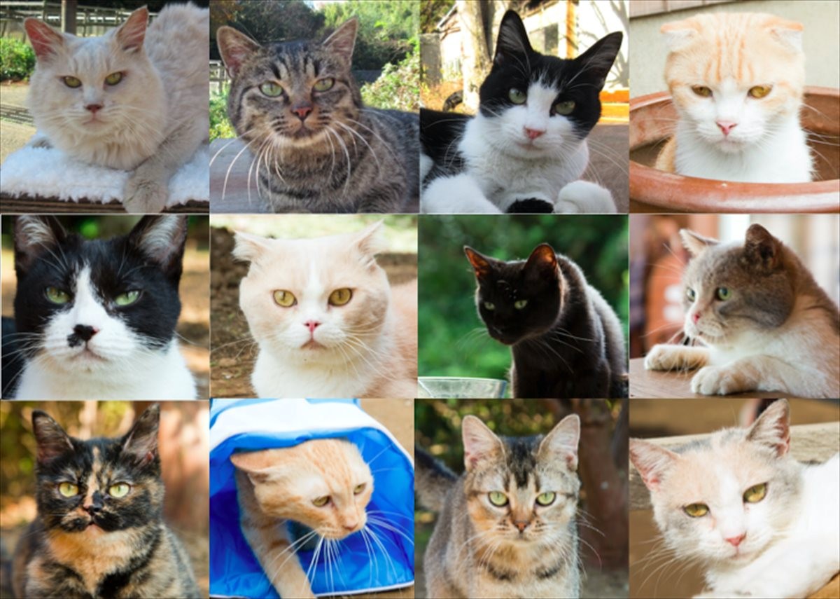 『ねこあつめの家』に“猫界”の名バイプレイヤーが大集結!