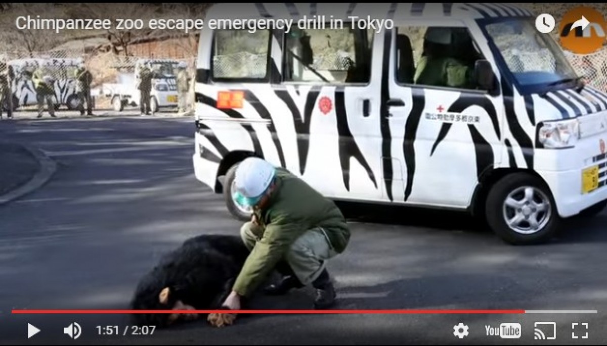 チンパンジーの着ぐるみを追え！日本の動物園の訓練が海外で話題