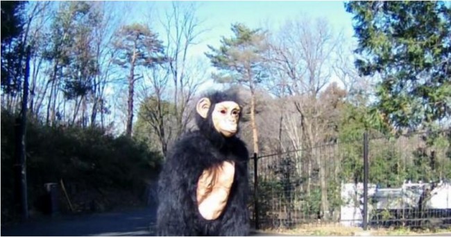 チンパンジーの着ぐるみを追え!日本の動物園の訓練が海外で話題