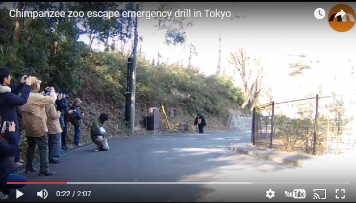 チンパンジーの着ぐるみを追え！日本の動物園の訓練が海外で話題