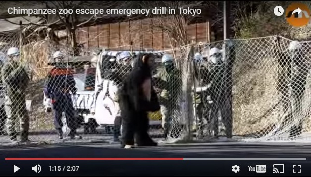 チンパンジーの着ぐるみを追え！日本の動物園の訓練が海外で話題
