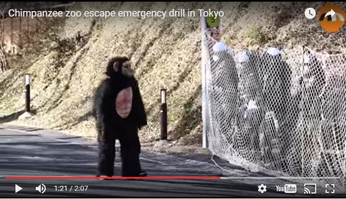 チンパンジーの着ぐるみを追え！日本の動物園の訓練が海外で話題