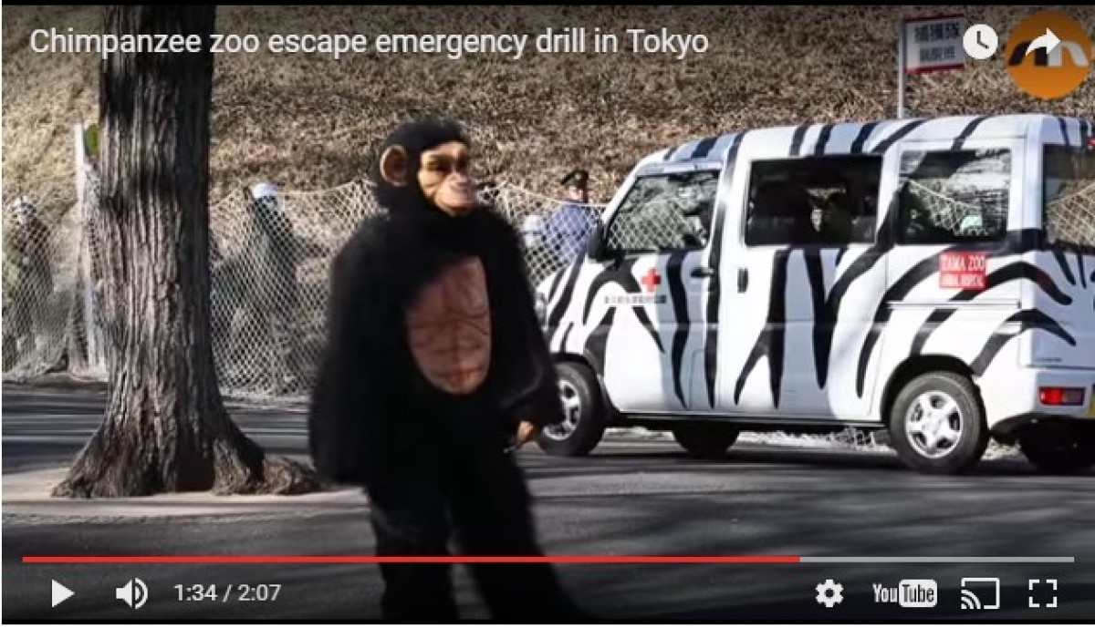 チンパンジーの着ぐるみを追え！日本の動物園の訓練が海外で話題