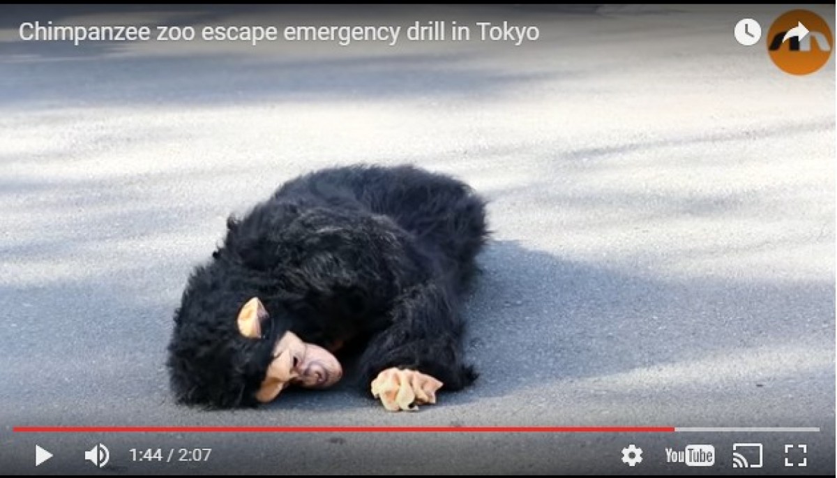 チンパンジーの着ぐるみを追え！日本の動物園の訓練が海外で話題