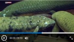 アメリカの水族館を見守ってきた90代の魚が天国へ…