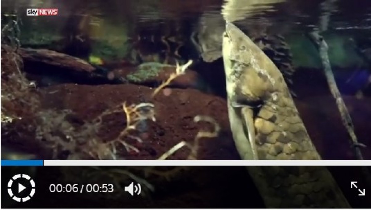 アメリカの水族館を見守ってきた90代の魚が天国へ