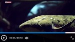 アメリカの水族館を見守ってきた90代の魚が天国へ…