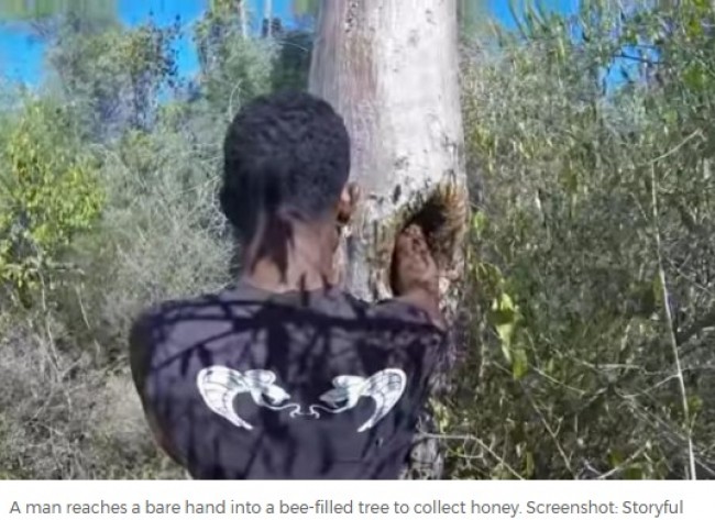 ビックリ！素手でハチの巣を取る達人が現れる　※海外メディア「UPI」のスクリーンショット