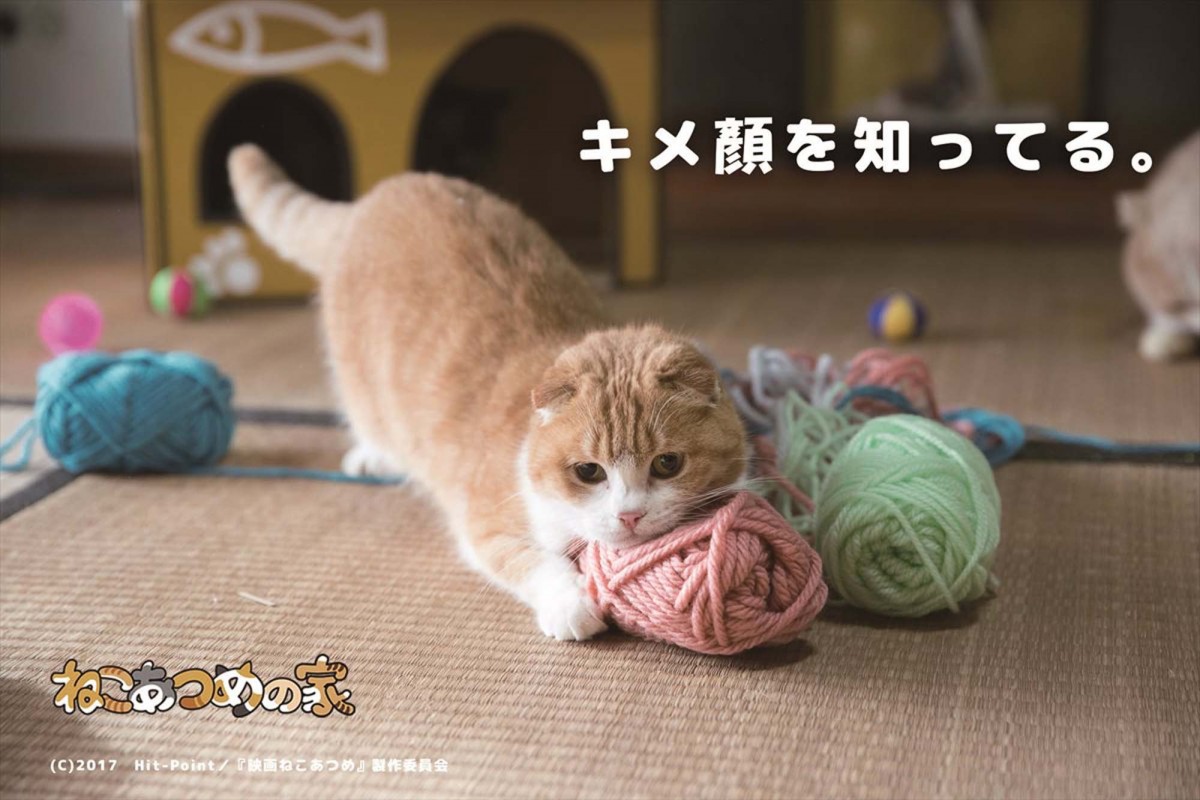 『ねこあつめの家』出演キャット“モテ”の秘密とは？ “猫あるある”場面写真公開 