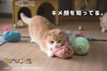 映画『ねこあつめの家』場面写真も猫“あるある”満載！