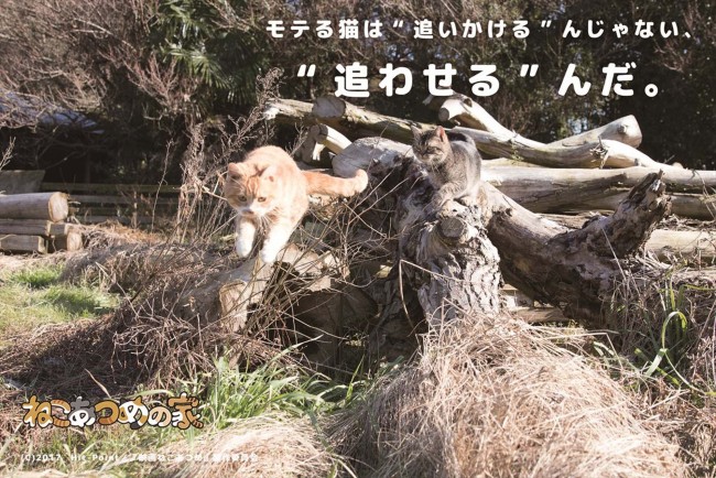 映画『ねこあつめの家』場面写真も猫“あるある”満載！