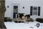 「見知らぬ牛が来ても戸を開けぬよう」アメリカで牛2頭が脱走し、警察が呼びかけ