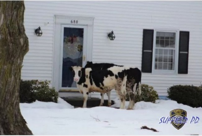 「見知らぬ牛が来ても戸を開けぬよう」アメリカで牛2頭が脱走し、警察が呼びかけ