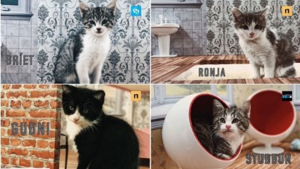 アイスランドでリアル『ねこあつめ』?にゃんこのリアリティーショーで里親探し大成功