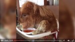 これって動物虐待？ミニチュアホースが赤ちゃん用の机で食事する動画が物議　