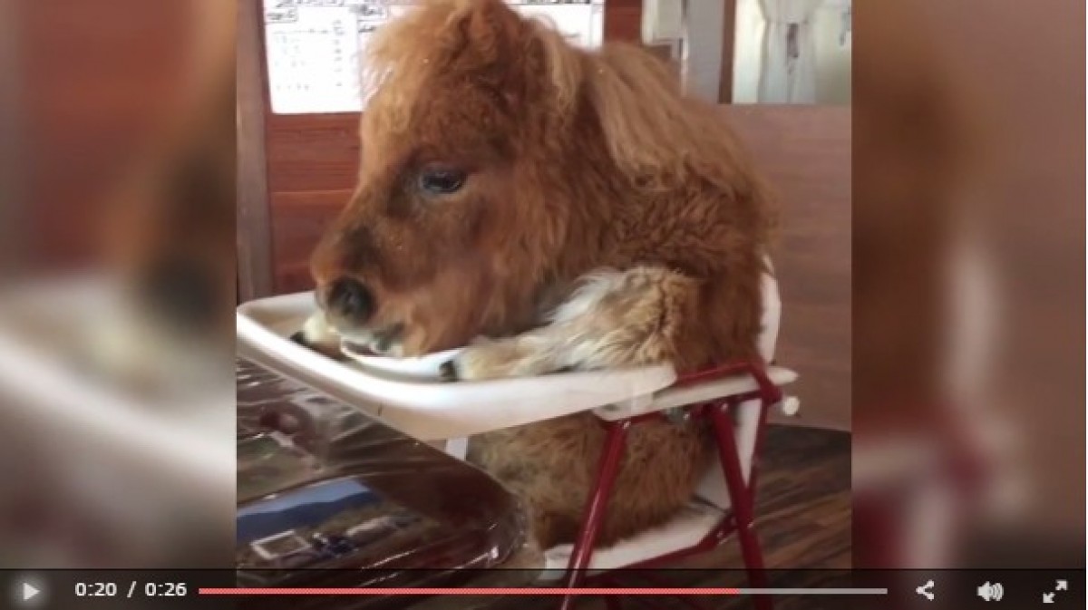 これって動物虐待？ミニチュアホースが赤ちゃん用の机で食事する動画が物議