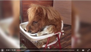 これって動物虐待？ミニチュアホースが赤ちゃん用の机で食事する動画が物議