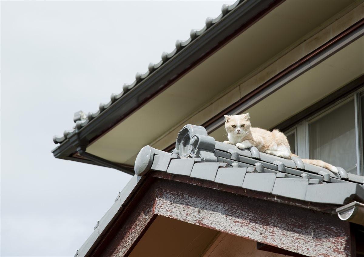 『ねこあつめの家』伊藤淳史の身にニャにかが起きる…“Jホラー風”映像解禁