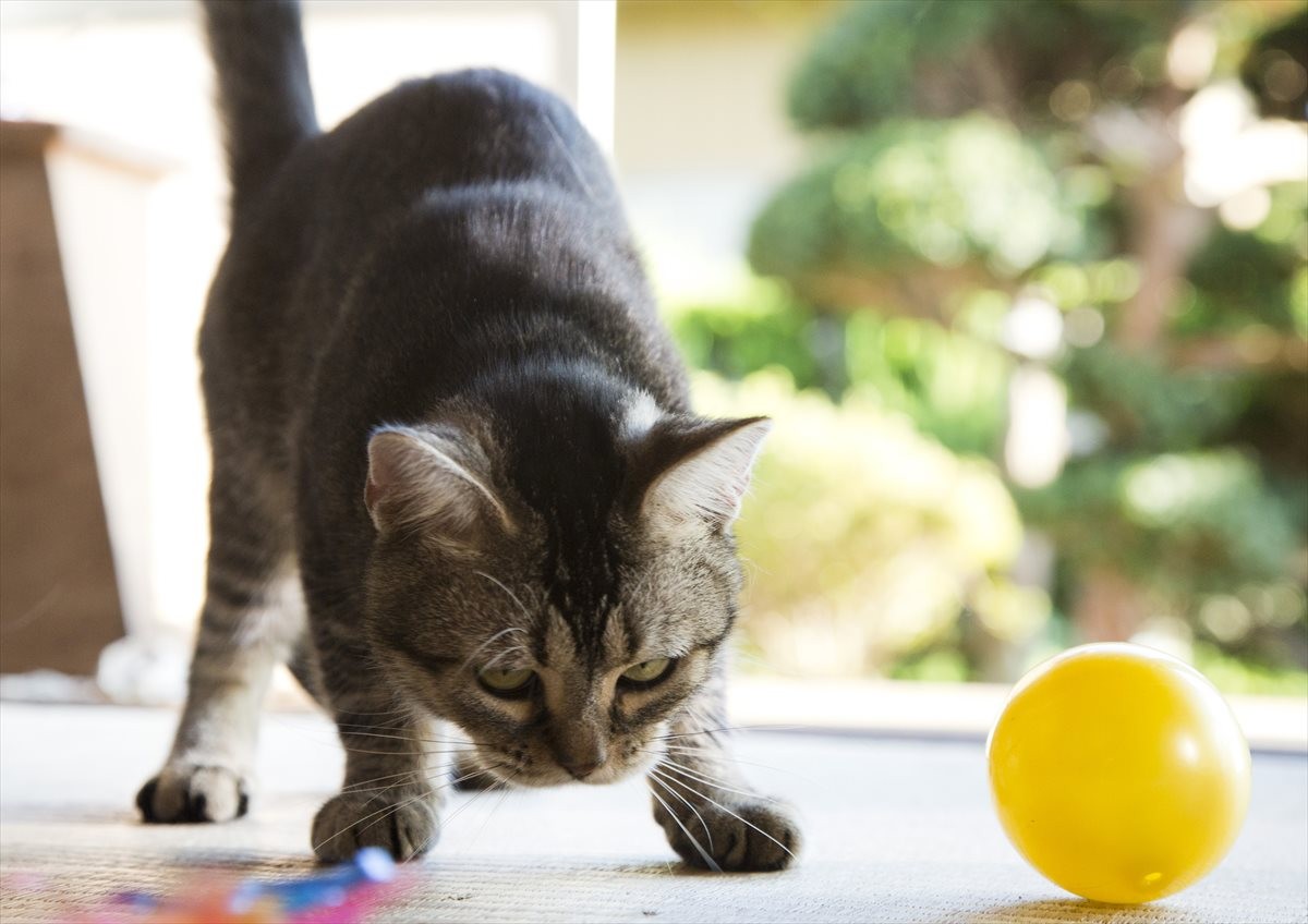『ねこあつめの家』伊藤淳史の身にニャにかが起きる…“Jホラー風”映像解禁