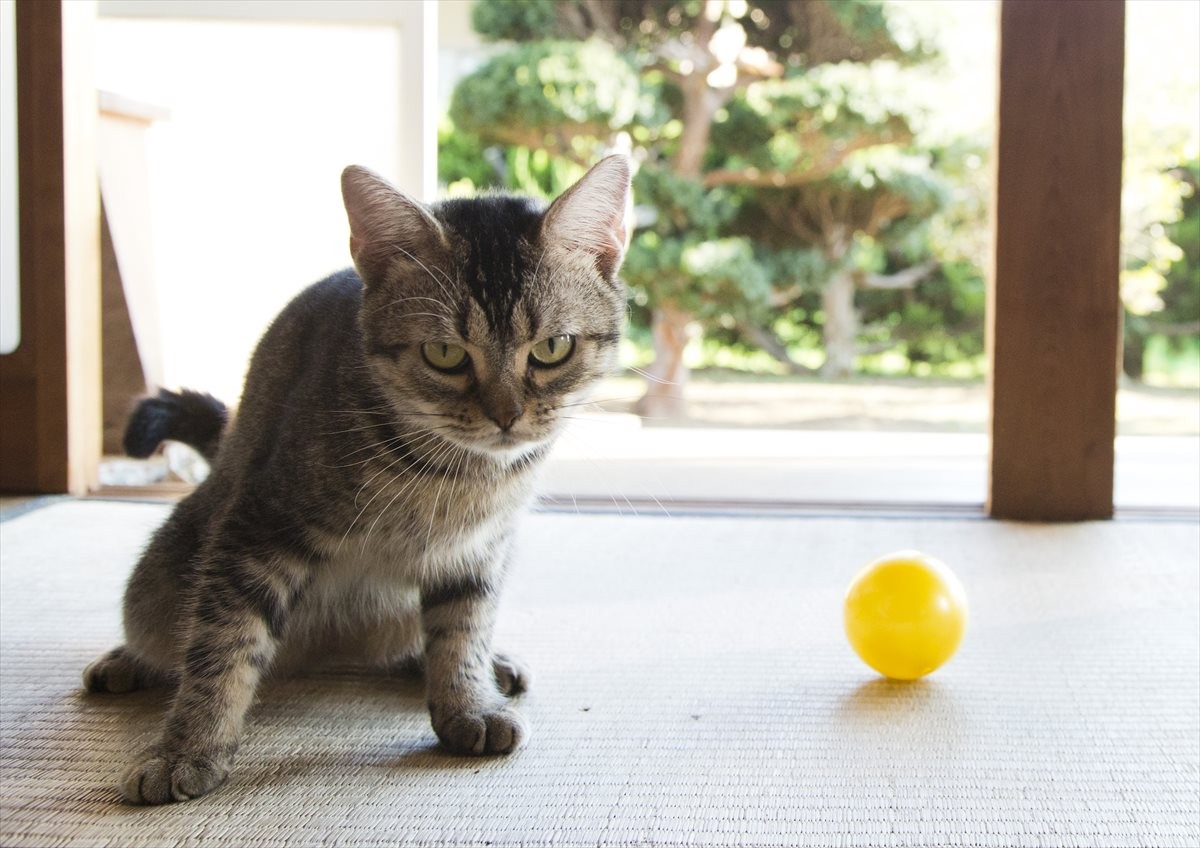 『ねこあつめの家』伊藤淳史の身にニャにかが起きる…“Jホラー風”映像解禁
