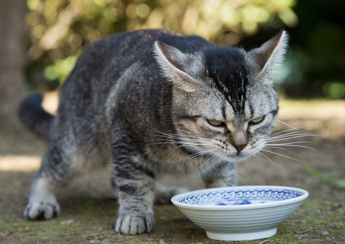『ねこあつめの家』伊藤淳史の身にニャにかが起きる…“Jホラー風”映像解禁