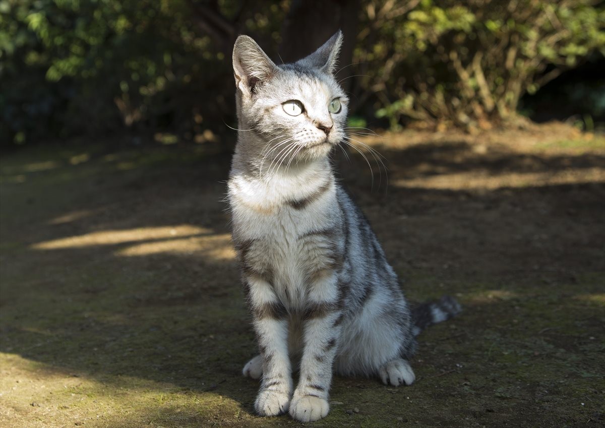 『ねこあつめの家』伊藤淳史の身にニャにかが起きる…“Jホラー風”映像解禁