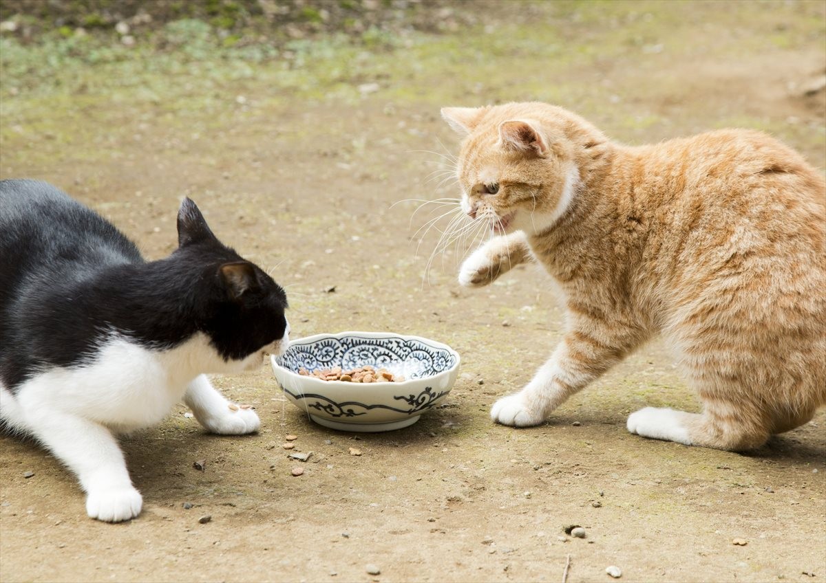 『ねこあつめの家』伊藤淳史の身にニャにかが起きる…“Jホラー風”映像解禁