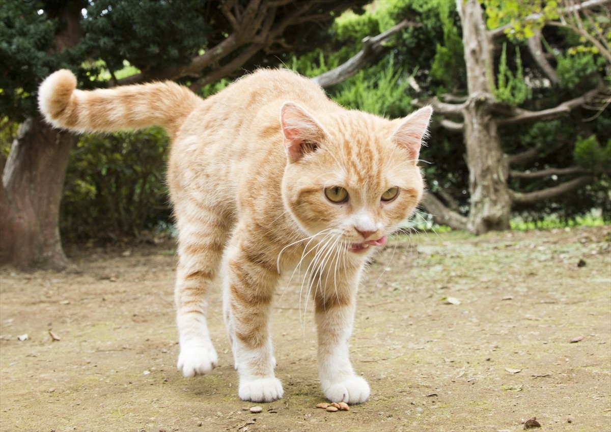 『ねこあつめの家』伊藤淳史の身にニャにかが起きる…“Jホラー風”映像解禁