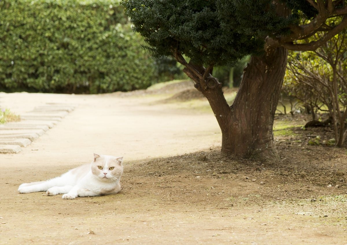 『ねこあつめの家』伊藤淳史の身にニャにかが起きる…“Jホラー風”映像解禁