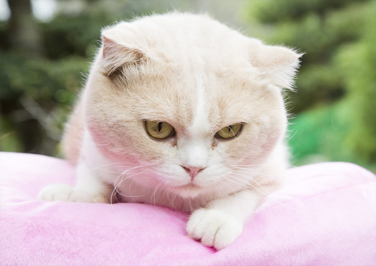 『ねこあつめの家』伊藤淳史の身にニャにかが起きる…“Jホラー風”映像解禁