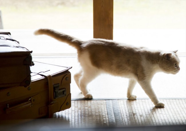 ねこあつめの家 伊藤淳史の身にニャにかが起きる Jホラー風 映像解禁 17年3月17日 写真 映画 ニュース クランクイン