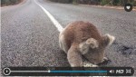 オーストラリアで道路の白線をなめるコアラ発見！危険を顧みず道路中央に鎮座