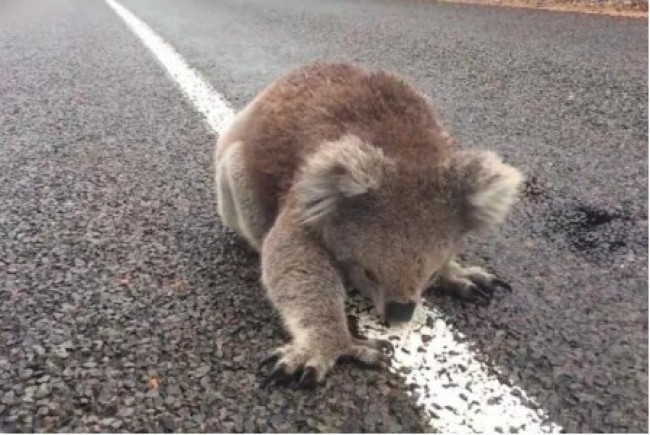 オーストラリアで道路の白線をなめるコアラ発見！危険を顧みず道路中央に鎮座
