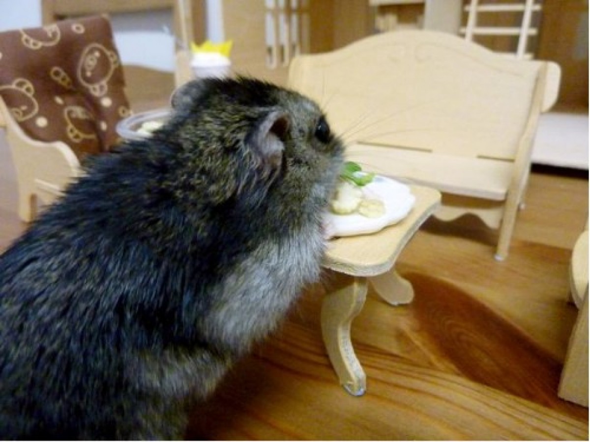 萌え死注意！ミニチュアハウスで暮らす激かわハムスターとは…﻿
