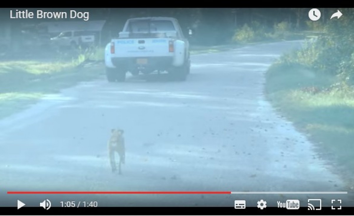ハリケーンで迷子犬がSOS！救助スタッフを追いかけ続け“家”と“仕事”を見つける