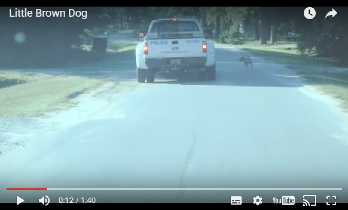 ハリケーンで迷子犬がSOS！救助スタッフを追いかけ続け“家”と“仕事”を見つける