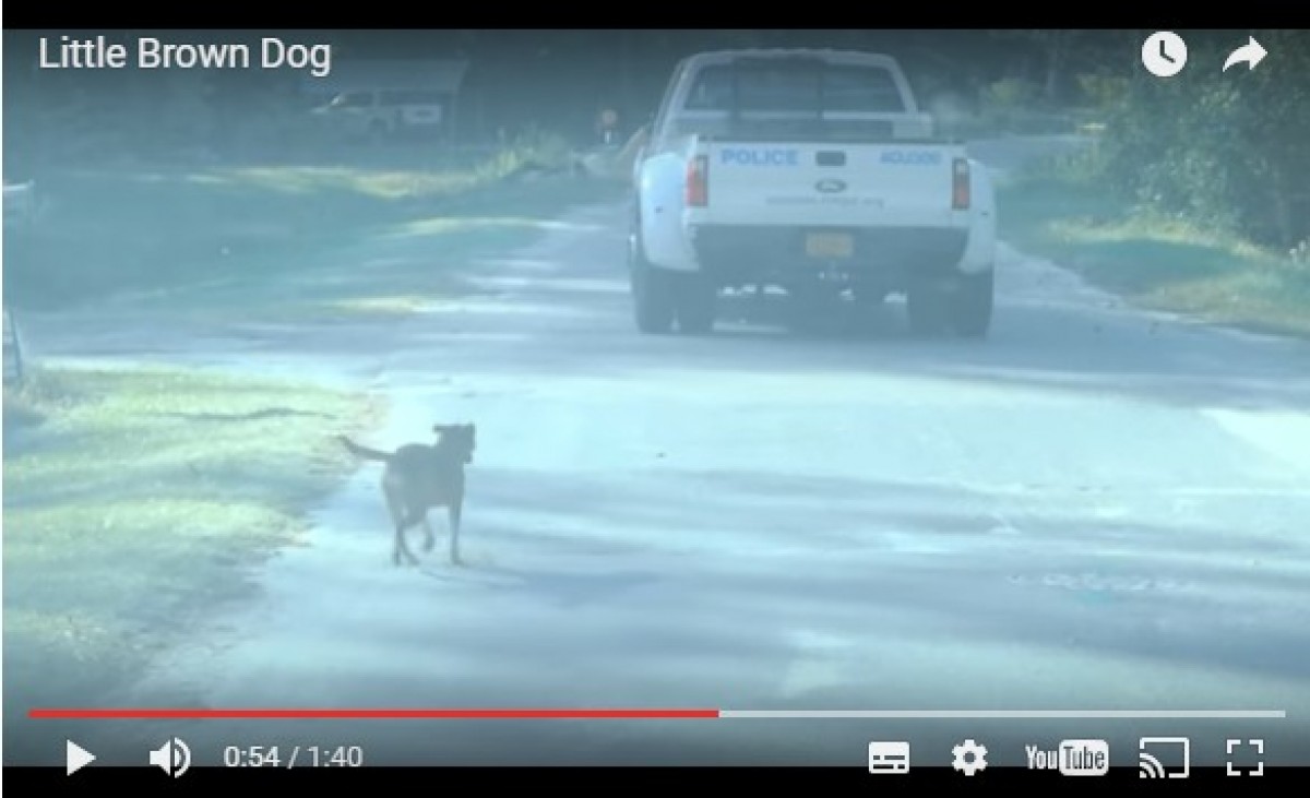 ハリケーンで迷子犬がSOS！救助スタッフを追いかけ続け“家”と“仕事”を見つける