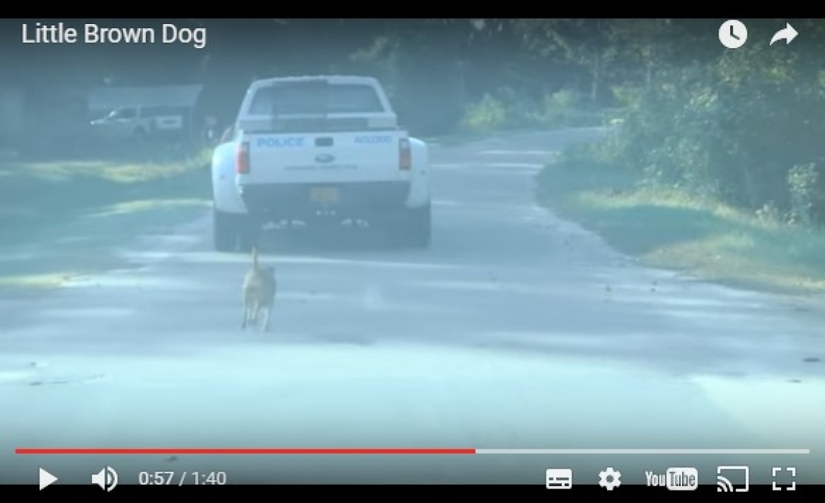 ハリケーンで迷子犬がSOS！救助スタッフを追いかけ続け“家”と“仕事”を見つける