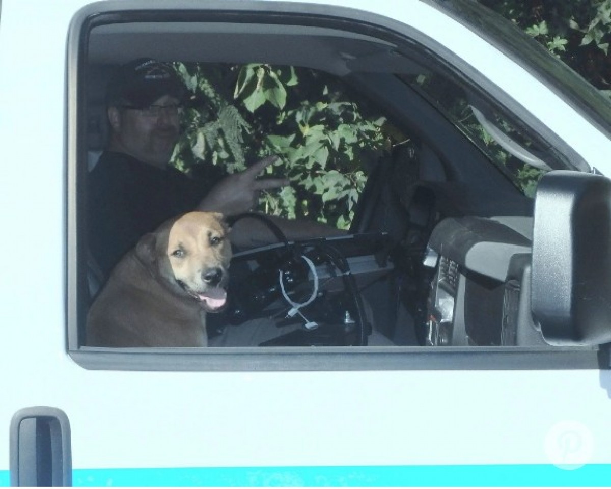 ハリケーンで迷子犬がSOS！救助スタッフを追いかけ続け“家”と“仕事”を見つける